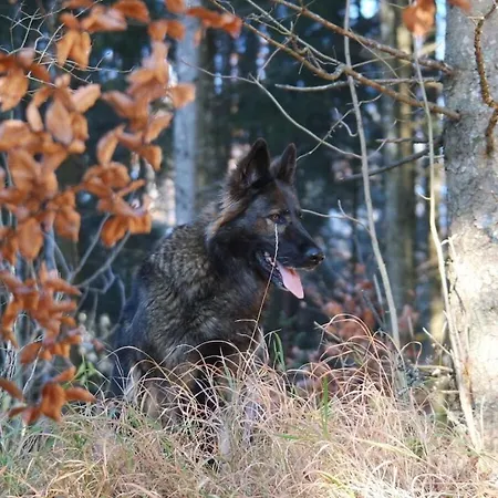 With 3 Bedrooms Ferienhaus